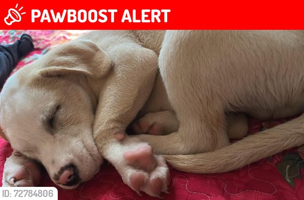 Lost Male Dog last seen Cross streets , North Charleston, SC 29405