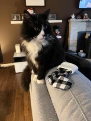 Lost Male Cat last seen 15th Ave NE & NE 188th St, Shoreline, WA 98155