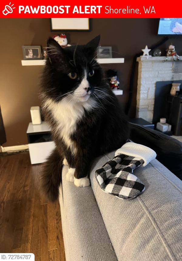 Lost Male Cat last seen 15th Ave NE & NE 188th St, Shoreline, WA 98155