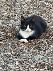 Lost Female Cat last seen Rita’s restaurant , Belmont, NC 28012