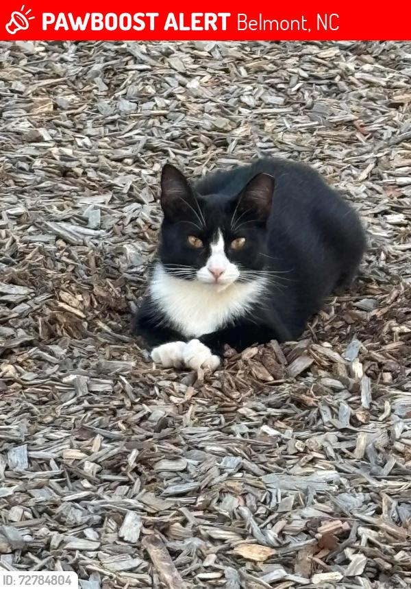 Lost Female Cat last seen Rita’s restaurant , Belmont, NC 28012