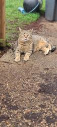 Lost Male Cat last seen Allen and cross st , Clinton, WI 53525