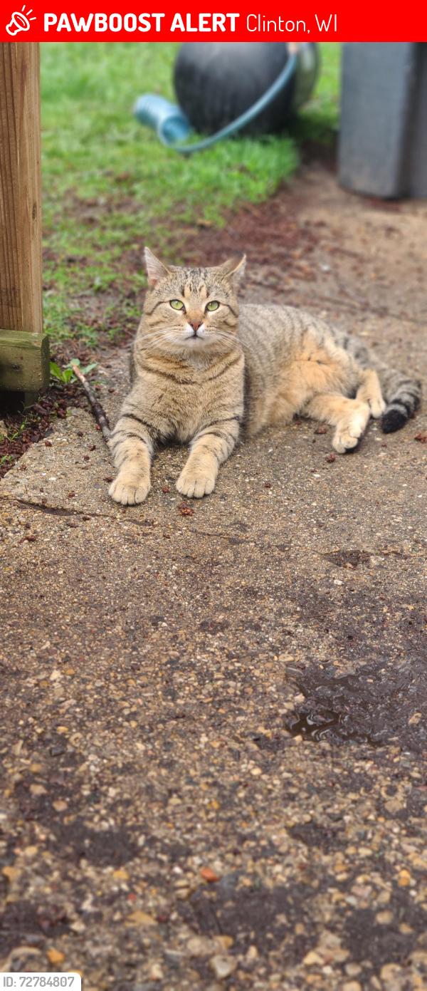 Lost Male Cat last seen Allen and cross st , Clinton, WI 53525