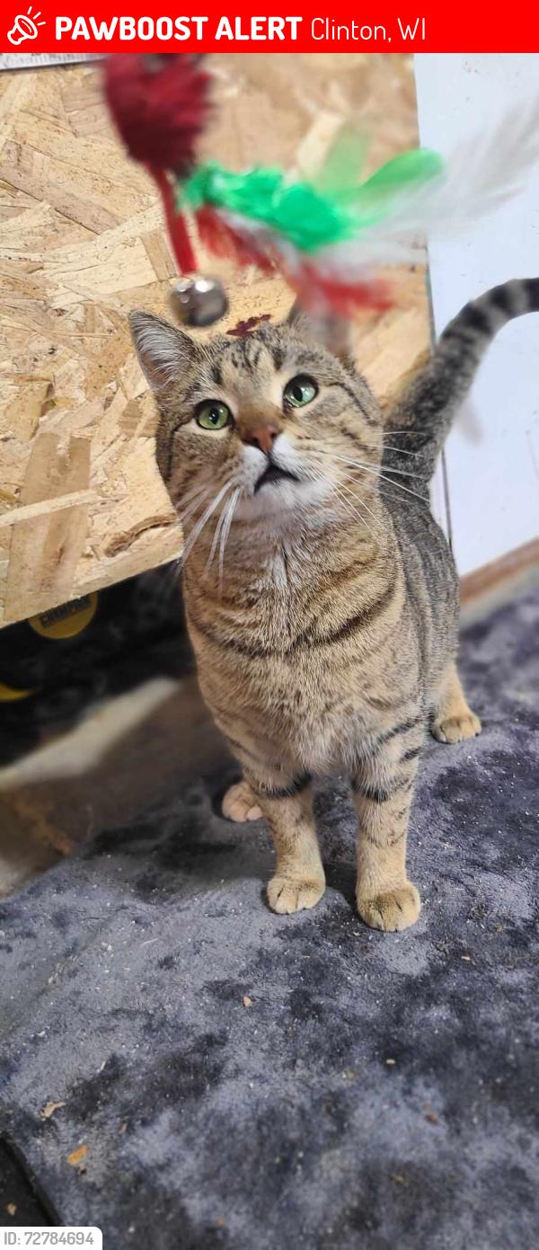 Lost Male Cat last seen Allen Street and Cross Street, Clinton, WI 53525