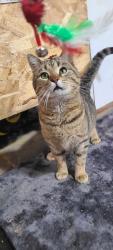 Lost Male Cat last seen Allen Street and Cross Street, Clinton, WI 53525