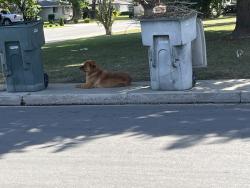 Found/Stray Unknown Dog last seen Oakhaven & Pembrook, Olive Drive area, CA 93308