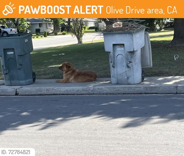 Found/Stray Unknown Dog last seen Oakhaven & Pembrook, Olive Drive area, CA 93308