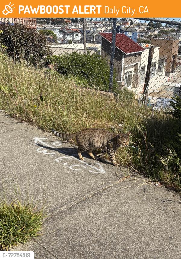 Found/Stray Male Cat last seen Daly City , Daly City, CA 94015
