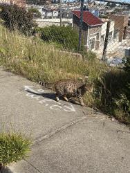 Found/Stray Male Cat last seen Daly City , Daly City, CA 94015