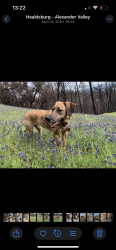 Lost Female Dog last seen Pine flt rd, Healdsburg, CA 95448