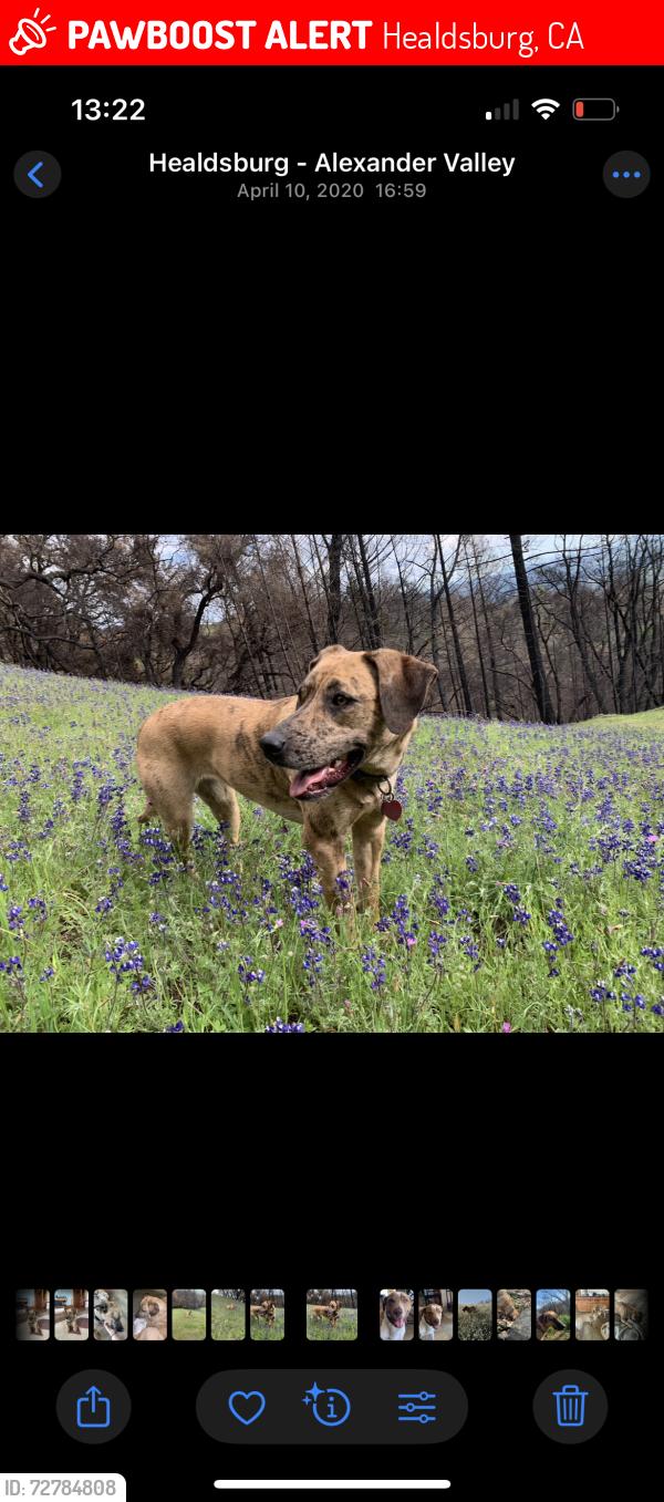 Lost Female Dog last seen Pine flt rd, Healdsburg, CA 95448