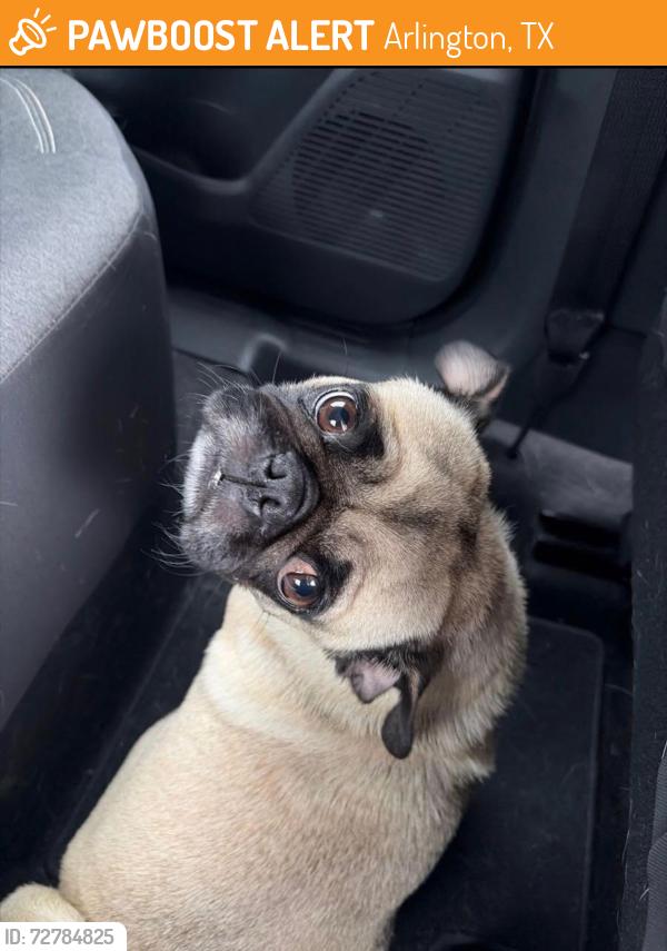 Found/Stray Unknown Dog last seen Fielder Rd, Arlington, TX 76010