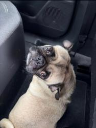 Found/Stray Unknown Dog last seen Fielder Rd, Arlington, TX 76010