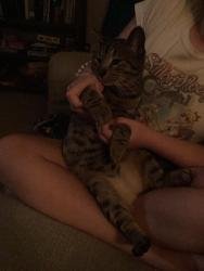 Lost Male Cat last seen Forest Hills Drive, Fayetteville, NC 28303