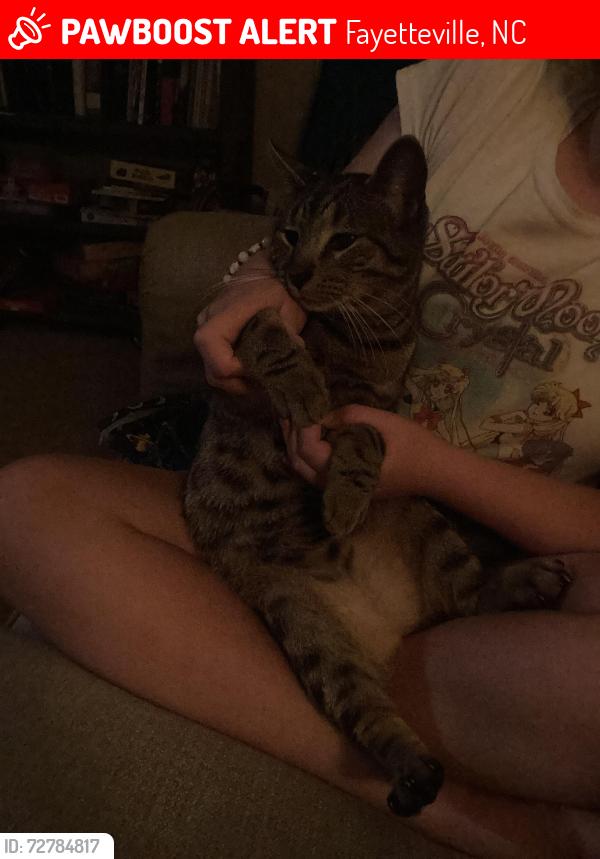 Lost Male Cat last seen Forest Hills Drive, Fayetteville, NC 28303