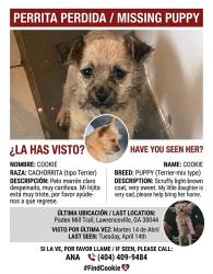 Lost Female Dog last seen Paden mill , Lawrenceville, GA 30044