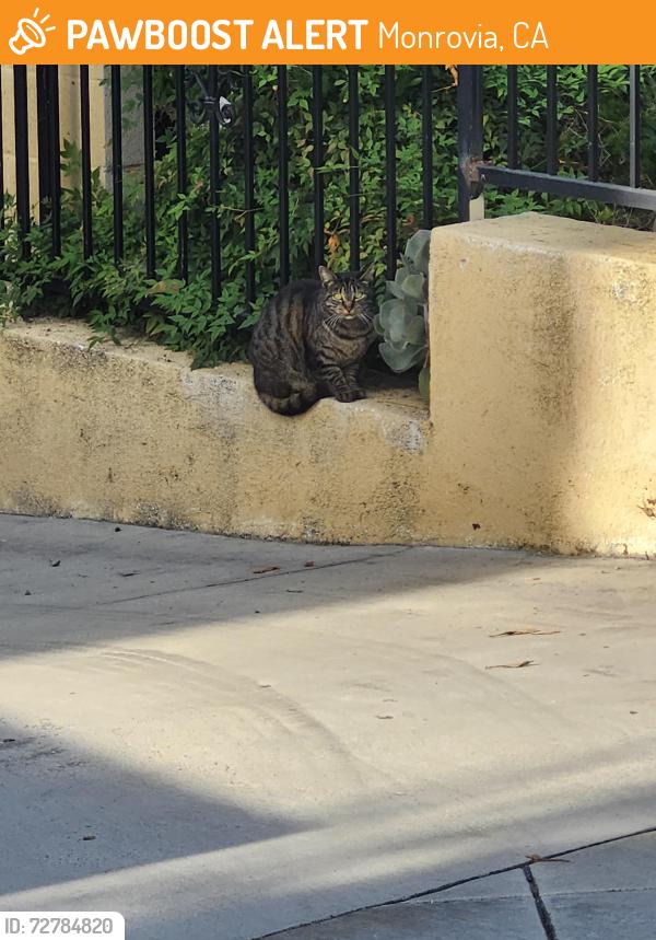 Found/Stray Unknown Cat last seen By the yellow cndmniums next to Santa Anita Wash, Monrovia, CA 91016