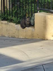 Found/Stray Unknown Cat last seen By the yellow cndmniums next to Santa Anita Wash, Monrovia, CA 91016