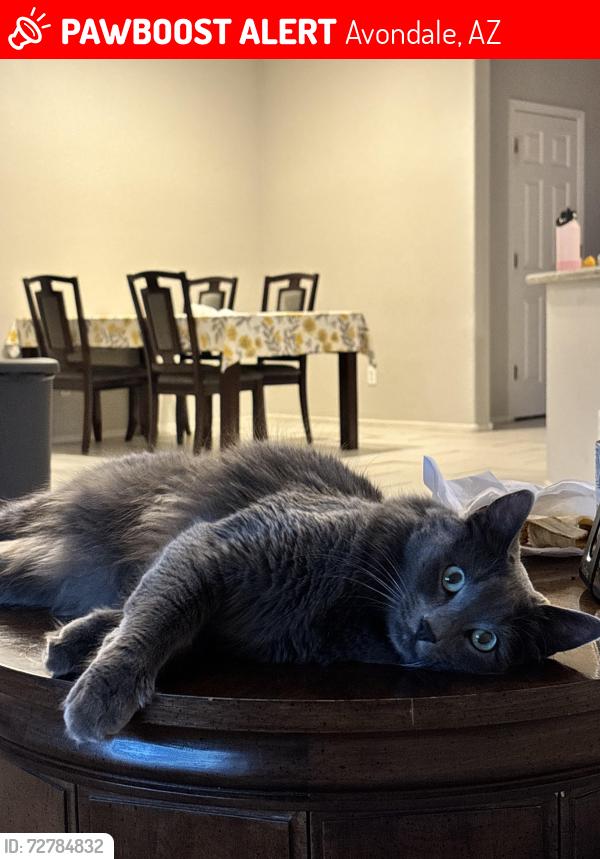 Lost Male Cat last seen Avondale blvd, Avondale, AZ 85323