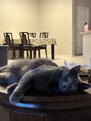 Lost Male Cat last seen Avondale blvd, Avondale, AZ 85323