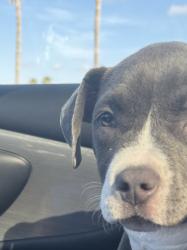 Found/Stray Unknown Dog last seen Lake eola, Orlando, FL 32801
