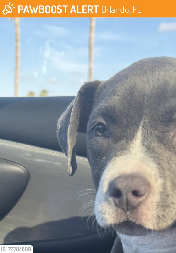 Found/Stray Unknown Dog last seen Lake eola, Orlando, FL 32801