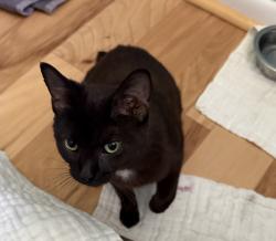 Found/Stray Female Cat last seen St Paul’s Rd, Edneyville, NC 28792
