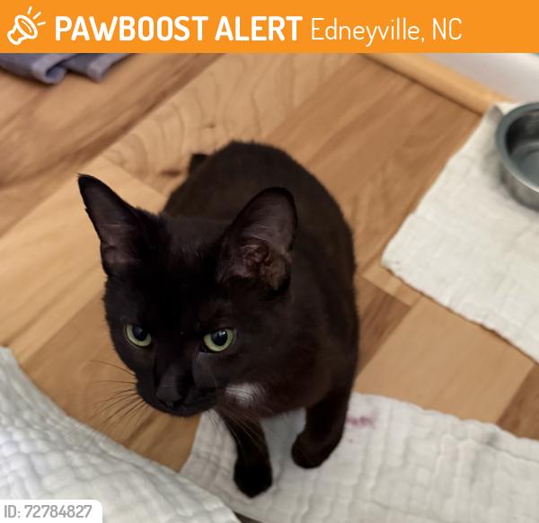 Found/Stray Female Cat last seen St Paul’s Rd, Edneyville, NC 28792