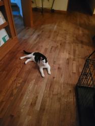 Found/Stray Unknown Cat last seen BYRD Farm Lane, Kodak, TN 37764, Sevierville, TN 37764