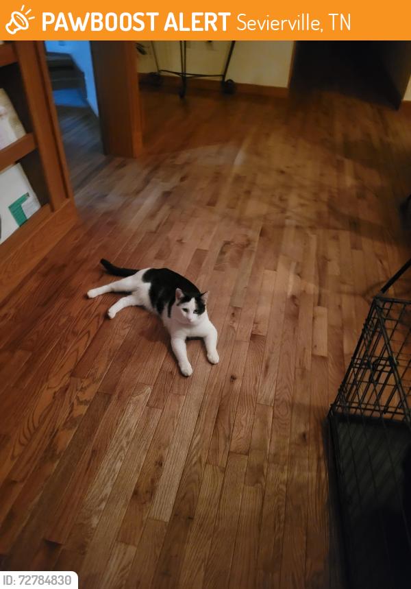 Found/Stray Unknown Cat last seen BYRD Farm Lane, Kodak, TN 37764, Sevierville, TN 37764