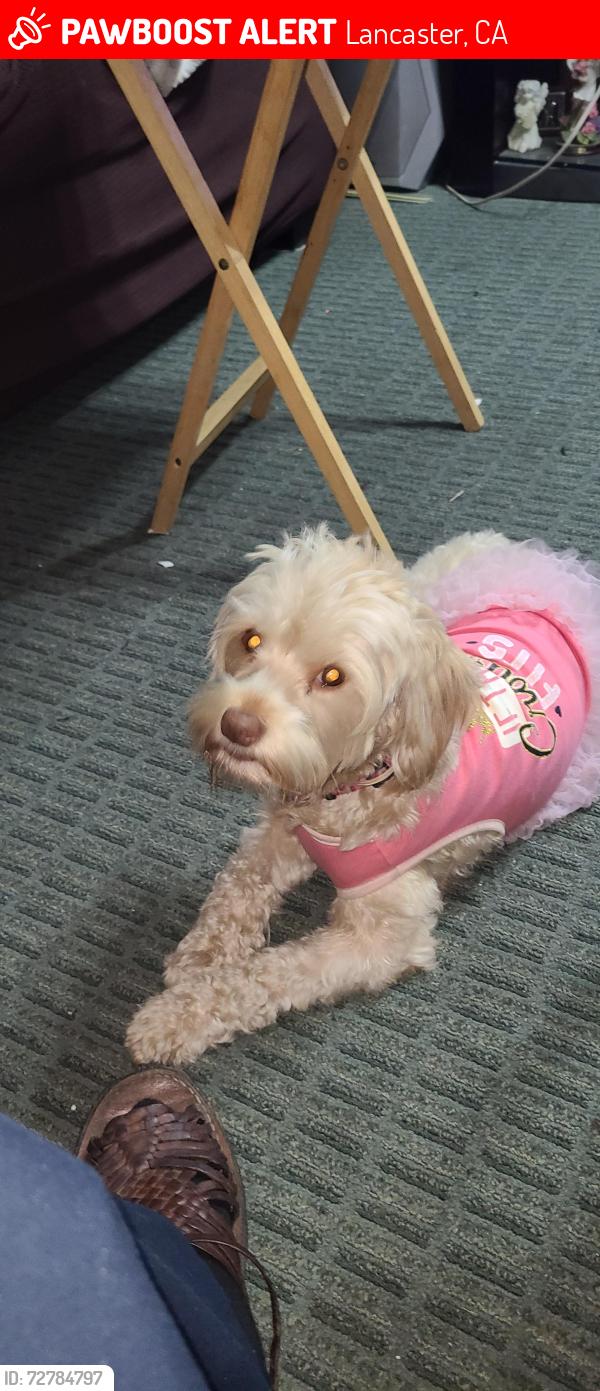 Lost Female Dog last seen 5th st w, Lancaster, CA 93535