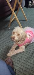 Lost Female Dog last seen 5th st w, Lancaster, CA 93535