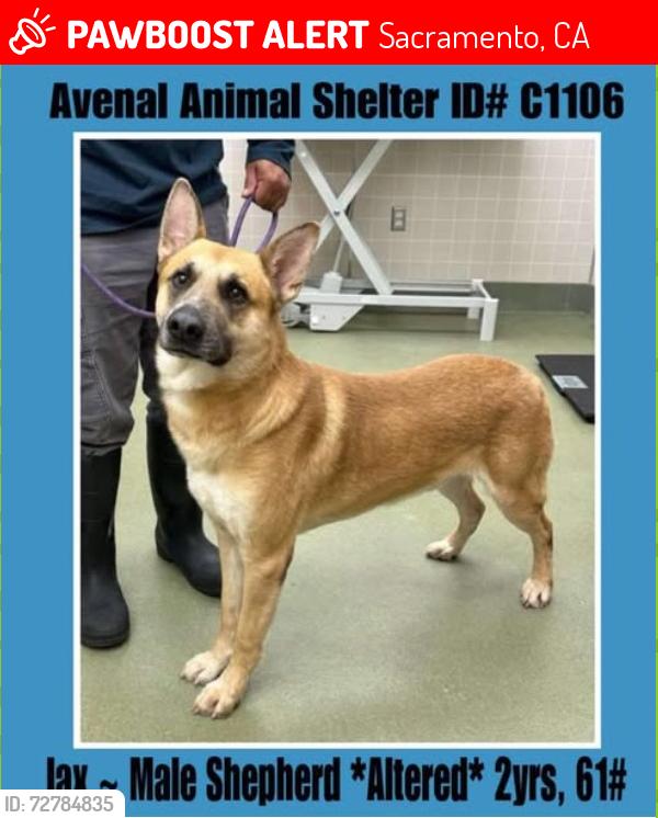 Lost Male Dog last seen 