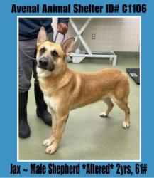 Lost Male Dog last seen 