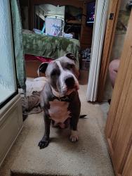 Lost Female Dog last seen Andy Cooper Rd. Paradise bay rd., Port Ludlow, WA 98365