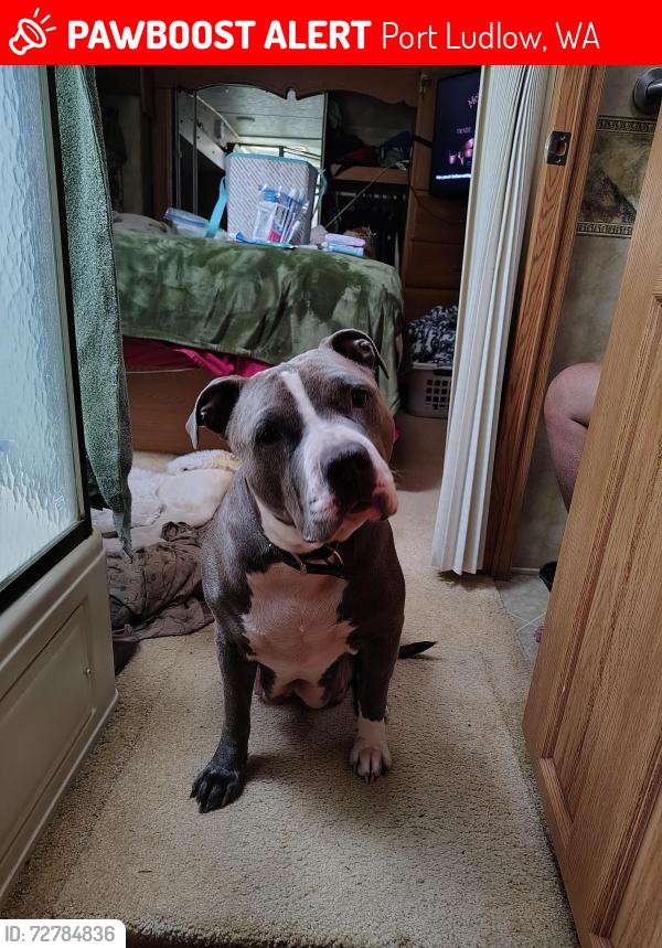 Lost Female Dog last seen Andy Cooper Rd. Paradise bay rd., Port Ludlow, WA 98365