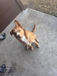 Lost Male Dog last seen Near Prairie Ave , Fort Worth, TX 76164