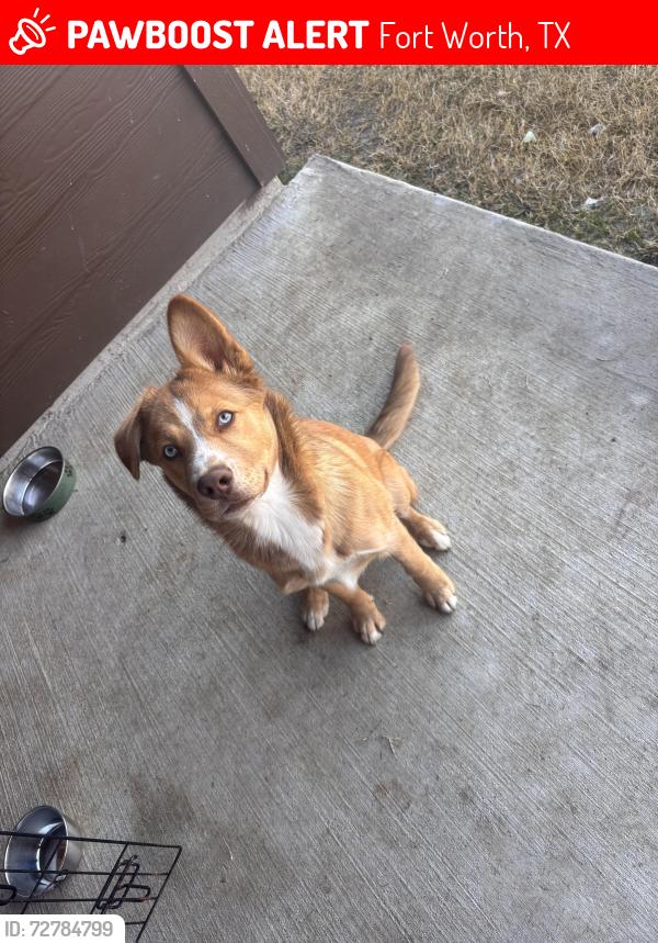 Lost Male Dog last seen Near Prairie Ave , Fort Worth, TX 76164
