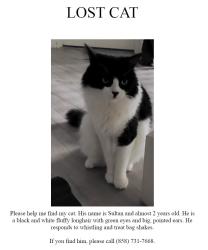 Lost Male Cat last seen Ralphs Ranch Road and Eagle Canyon Rd, San Diego, CA 92127