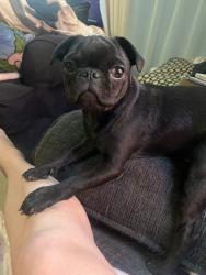 Lost Female Dog last seen Goff blvd Sw & isleta blvd Sw near the price rite, Albuquerque, NM 87105
