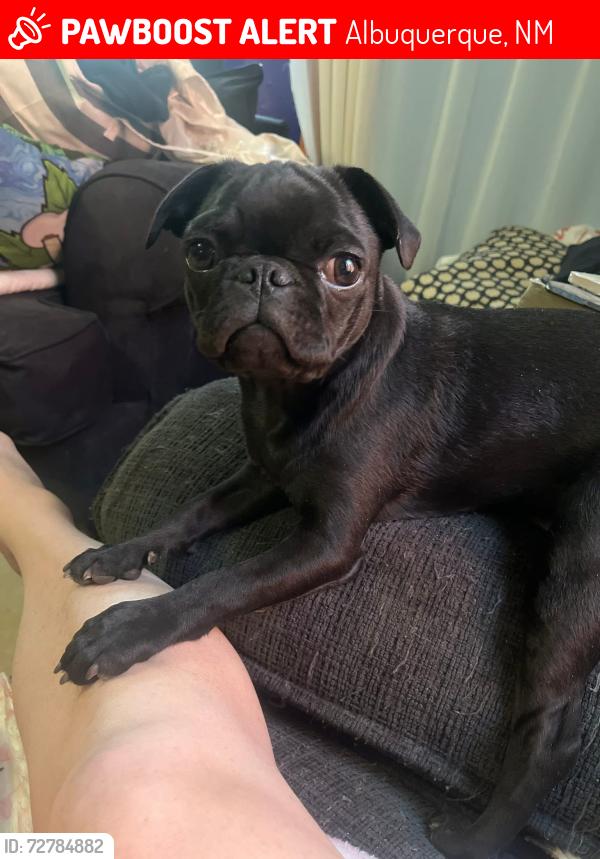 Lost Female Dog last seen Goff blvd Sw & isleta blvd Sw near the price rite, Albuquerque, NM 87105