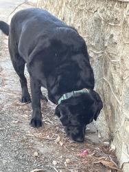 Found/Stray Female Dog last seen Carolyn park, Redlands, CA 92373