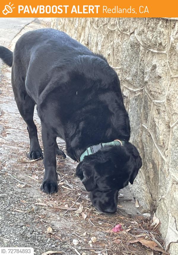 Found/Stray Female Dog last seen Carolyn park, Redlands, CA 92373