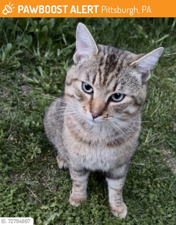 Found/Stray Male Cat last seen Flemington Street and Windsor Drive, Pittsburgh, PA 15217