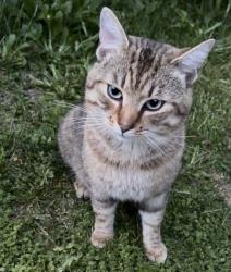 Found/Stray Male Cat last seen Flemington Street and Windsor Drive, Pittsburgh, PA 15217