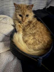 Lost Female Cat last seen Colegrove, Memphis, TN 38120