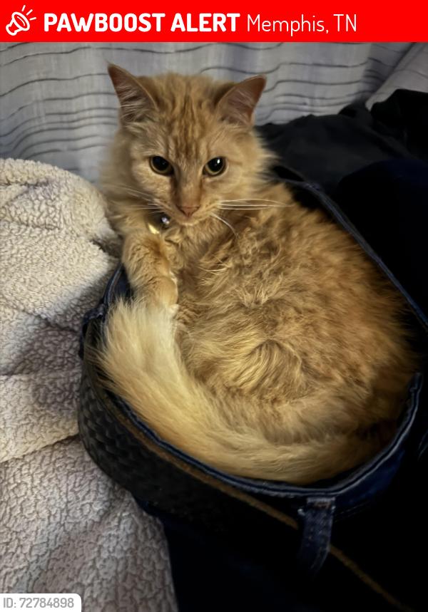 Lost Female Cat last seen Colegrove, Memphis, TN 38120