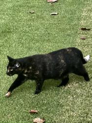 Lost Female Cat last seen Nix Bridge Rd Dawsonville, Dawsonville, GA 30534