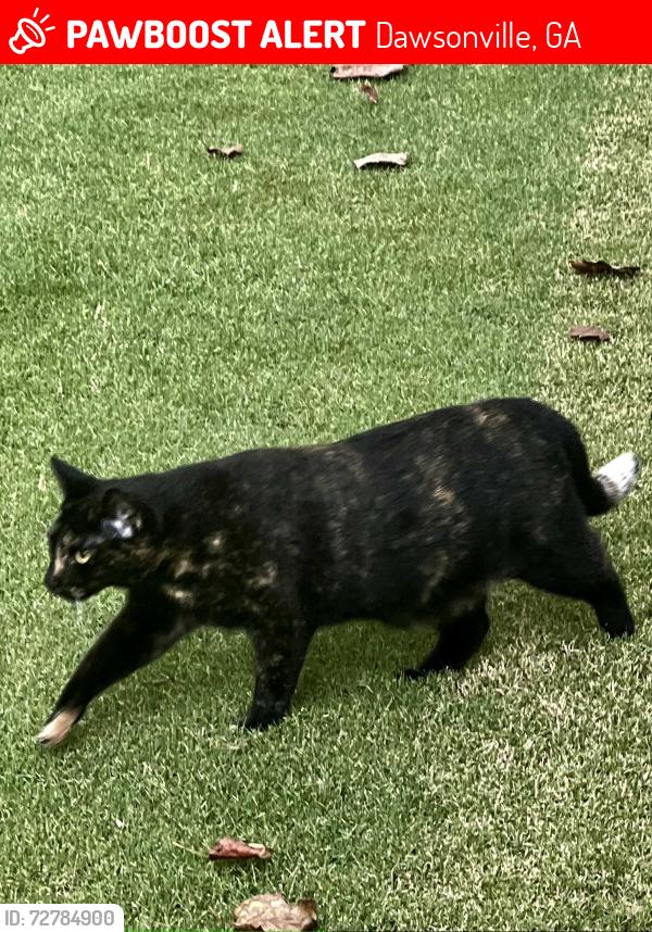 Lost Female Cat last seen Nix Bridge Rd Dawsonville, Dawsonville, GA 30534