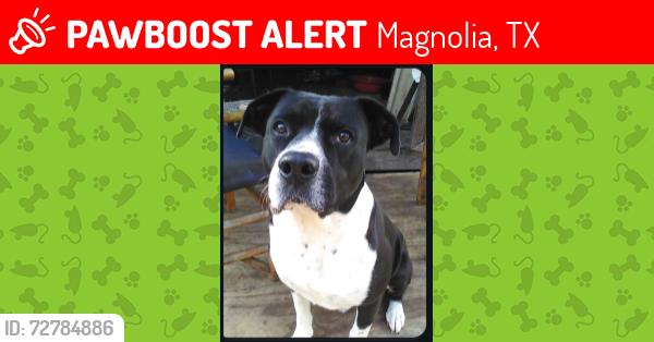 Lost Male Dog last seen Terri Lane and Robin Lane, Magnolia Texas, Magnolia, TX 77355